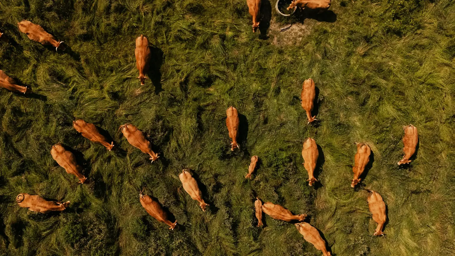 Aerial view of a herd of brown cows grazing on green grass in a pasture.