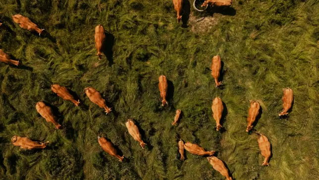 Aerial view of a herd of brown cows grazing on green grass in a pasture.