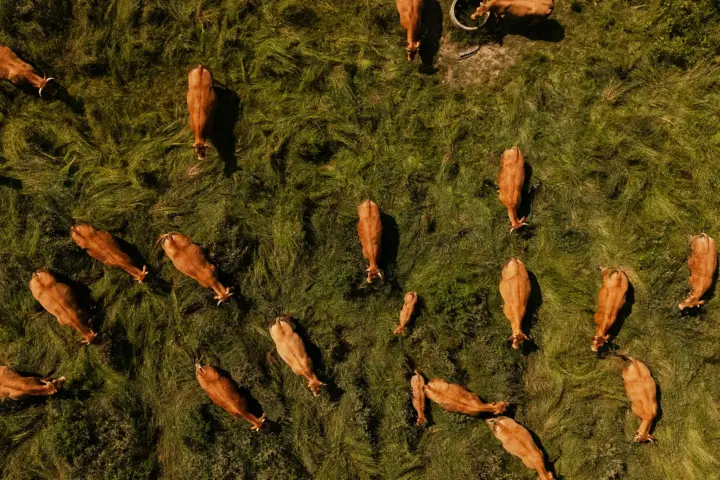Aerial view of a herd of brown cows grazing on green grass in a pasture.