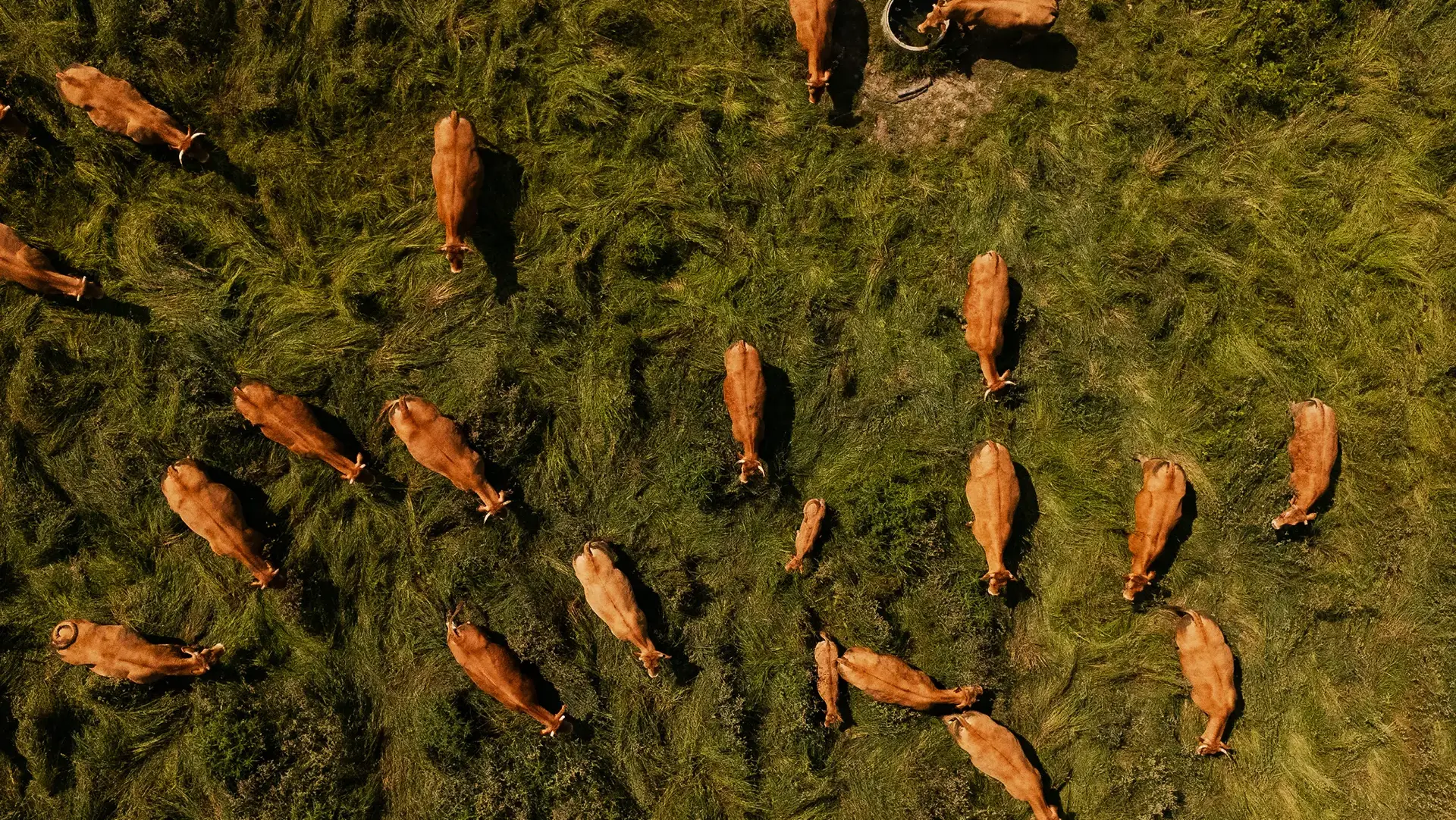 Aerial view of a herd of brown cows grazing on green grass in a pasture.