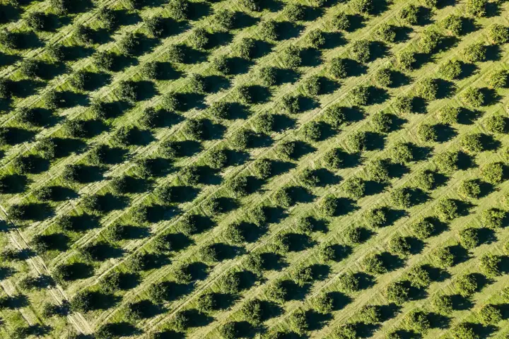 Aerial view of evenly spaced trees planted in diagonal rows across cultivated farmland.