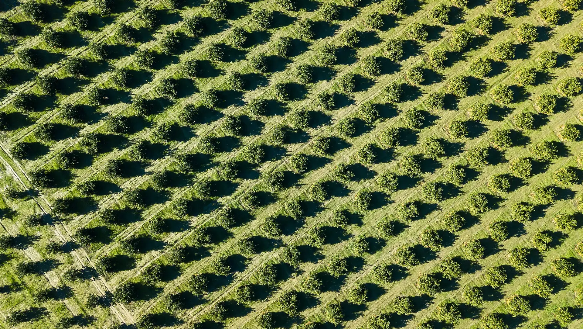 Aerial view of evenly spaced trees planted in diagonal rows across cultivated farmland.